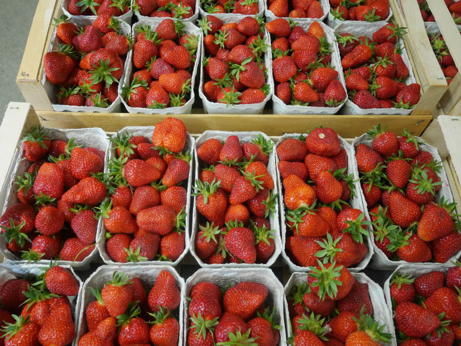 Erdbeeren